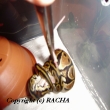 krmen�  �ervencov�ch had�k�